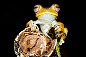 Hypsiboas calcaratus tree frog