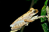 Slender-legged tree frog