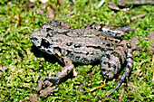 Leptodactylus frog