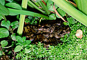 Common frogs mating