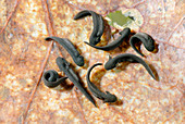 Common frog tadpoles