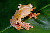 Harlequin tree frog
