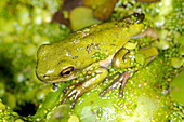 Juvenile green tree frog
