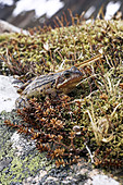 Common frog