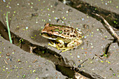 Andean marsupial tree frog