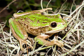 Rana Marsupial Andina frog