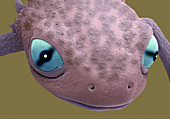 Head of a young newt,SEM