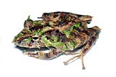 Treefrog camouflage