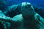 Hawksbill turtle