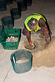 Turtle hatchery