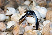 Hatching green turtle