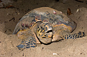 Hawksbill turtle