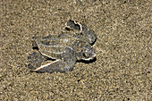Leatherback turtle hatchling