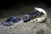 Olive Ridley turtles hatching