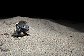 Olive Ridley turtle hatching