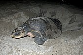 Olive Ridley turtle laying eggs