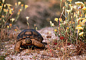Desert tortoise (Gopherus agassizii) walking
