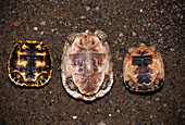 Tortoise undersides