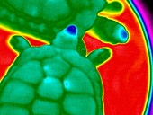 Tortoises,thermogram