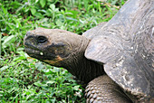 Dome-shelled Galapagos tortoise