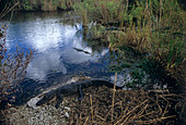 American alligator