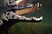 Caiman's jaw