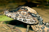 Smooth fronted Caiman