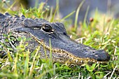 American alligator