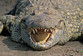 Crocodile's mouth