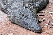 Nile crocodile head