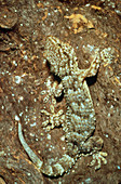 Mauritanian gecko,Tarentola,camouflaged on bark