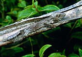 Leaf-tailed gecko