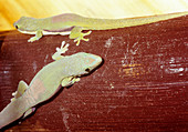 Seipps day gecko (Phelsuma sp.)