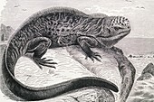 1896 engraving of Galapagos sea lizard
