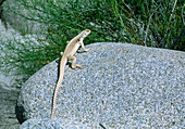 Desert iguana (Dipsosaurus dorsalis) on a rock