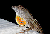 Male brown anole