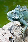 Green iguana