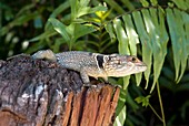 Madagascar spiny-tailed iguana