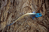 Blue-headed tree agama male displaying