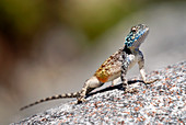 Male southern rock agama