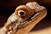 Agamid lizard head