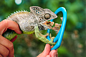 Chameleon threatening its own reflection in mirror