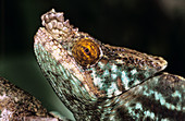 Parson's chameleon