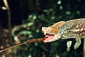 Parson's chameleon catching prey