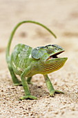 Flap-necked chameleon