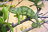 Flap-necked chameleon