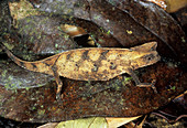 Horned leaf chameleon