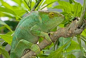 Panther chameleon on a branch