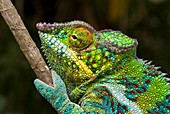 Panther chameleon