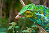 Panther chameleon preparing to strike